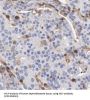 Nephroblastoma Overexpressed Gene (NOV) Antibody