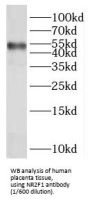 Nuclear Receptor Subfamily 2 Group F Member 1 (NR2F1) Antibody