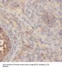 Nuclear Receptor Subfamily 2 Group F Member 1 (NR2F1) Antibody