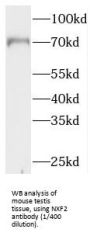 Nuclear RNA Export Factor 2 (NXF2) Antibody