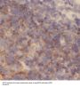 Nuclear RNA Export Factor 2 (NXF2) Antibody
