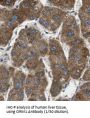 Orosomucoid 1 / 2 (ORM1/2) Antibody