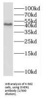 Oxoeicosanoid Receptor 1 (OXER1) Antibody