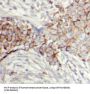 Oxytocin Receptor (OXTR) Antibody
