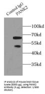 Pantothenate Kinase 2 (PANK2) Antibody