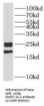 PARK7,DJ-1 Antibody
