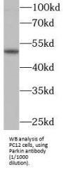 E3 Ubiquitin-Protein Ligase Parkin (PRKN) Antibody