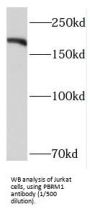 Protein Polybromo-1 (PBRM1) Antibody
