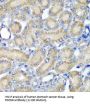 Programmed Cell Death Protein 6 (PDCD6) Antibody