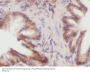 Phosphatidylinositol-4-Phosphate 5-Kinase Type 1 Beta (PIP5K1B) Antibody