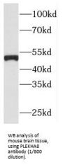 Pleckstrin Homology Domain Containing A8 (PLEKHA8) Antibody