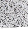 Pleckstrin Homology Domain Containing A8 (PLEKHA8) Antibody