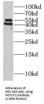 Protein O-Fucosyltransferase 2 (POFUT2) Antibody