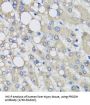 Proline Dehydrogenase 1, Mitochondrial (PRODH) Antibody