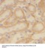 Putative Peroxiredoxin PrxA (PRX5) Antibody