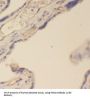 Pregnancy Specific Beta-1-Glycoprotein 4 (PSG4) Antibody