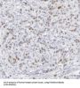Proteasome Subunit Beta Type 4 (PSMB4) Antibody