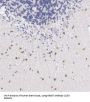 Ras-Related Protein Rab-37 (RAB37) Antibody