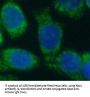 Ras Related C3 Botulinum Toxin Substrate 1 (RAC1) Antibody