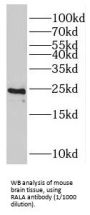 Ras Related GTP Binding Protein A (RALA) Antibody