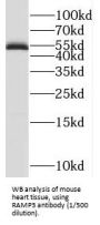 Receptor Activity Modifying Protein 3 (RAMP3) Antibody
