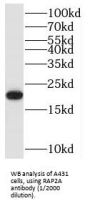 RAP2A, Member of RAS Oncogene Family (RAP2A) Antibody