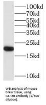 RAP2B, Member of RAS Oncogene Family (RAP2B) Antibody