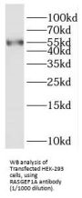 RasGEF Domain Family Member 1A (RASGEF1A) Antibody