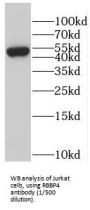 Nucleosome-Remodeling Factor Subunit RBAP48 (RBAP48) Antibody