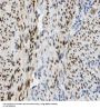 Nucleosome-Remodeling Factor Subunit RBAP48 (RBAP48) Antibody