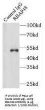 Nucleosome-Remodeling Factor Subunit RBAP48 (RBAP48) Antibody