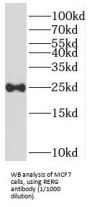 RAS Like Estrogen Regulated Growth Inhibitor (RERG) Antibody