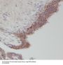 RAS Like Estrogen Regulated Growth Inhibitor (RERG) Antibody