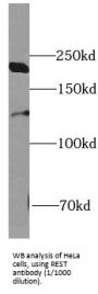 RE1 Silencing Transcription Factor (REST) Antibody