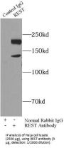 RE1 Silencing Transcription Factor (REST) Antibody
