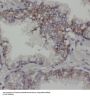 RPE-Retinal G Protein-Coupled Receptor (RGR) Antibody