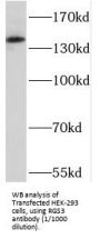 Regulator of G-Protein Signaling 3 (RGS3) Antibody