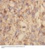 Regulator of G-Protein Signaling 3 (RGS3) Antibody
