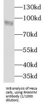 RHAMM,Lgals9 Antibody