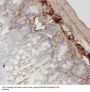 Required For Meiotic Nuclear Division 5 Homolog B (RMND5B) Antibody