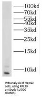 Ribosomal Protein L39 (RPL39) Antibody