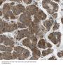 Ribosomal Protein L39 (RPL39) Antibody