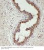 Ribosomal Protein L7a (RPL7A) Antibody
