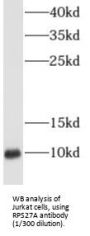 Ubiquitin-40S Ribosomal Protein S27a (RPS27A) Antibody