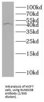 RUN Domain Containing 3B (RUNDC3B) Antibody