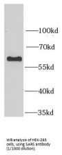 Serine--tRNA Ligase, Cytoplasmic (SARS1) Antibody