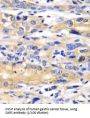 Serine--tRNA Ligase, Cytoplasmic (SARS1) Antibody