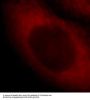 Scinderin (SCIN) Antibody