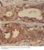 Selenocysteine Lyase (SCLY) Antibody