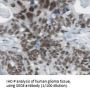 Exocyst Complex Component 3 (EXOC3) Antibody